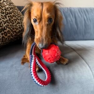 Balle Signature – Balle pour chien résistante avec anse élastique